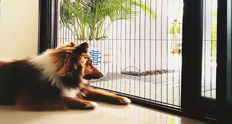 Sliding Screen Pet Door Repair in Navarre, FL