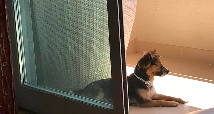 French Door Pet Screen Repair in Navarre, FL